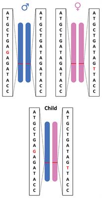 Compound Heterozygous Variants in Pediatric Cancers: A Systematic Review